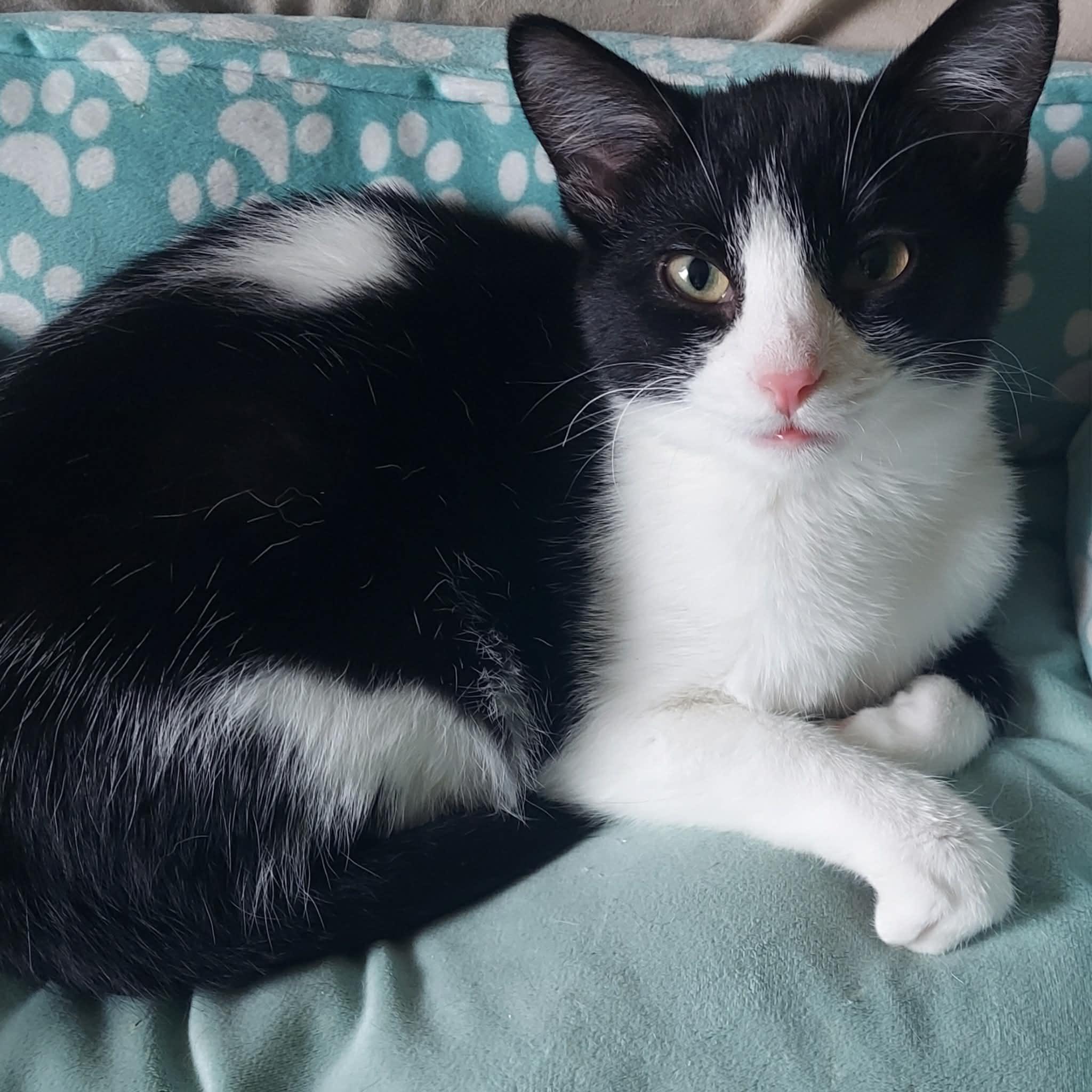 Enlarge Storm, an adopted Domestic Short Hair in North Huntingdon, PA image 5/6