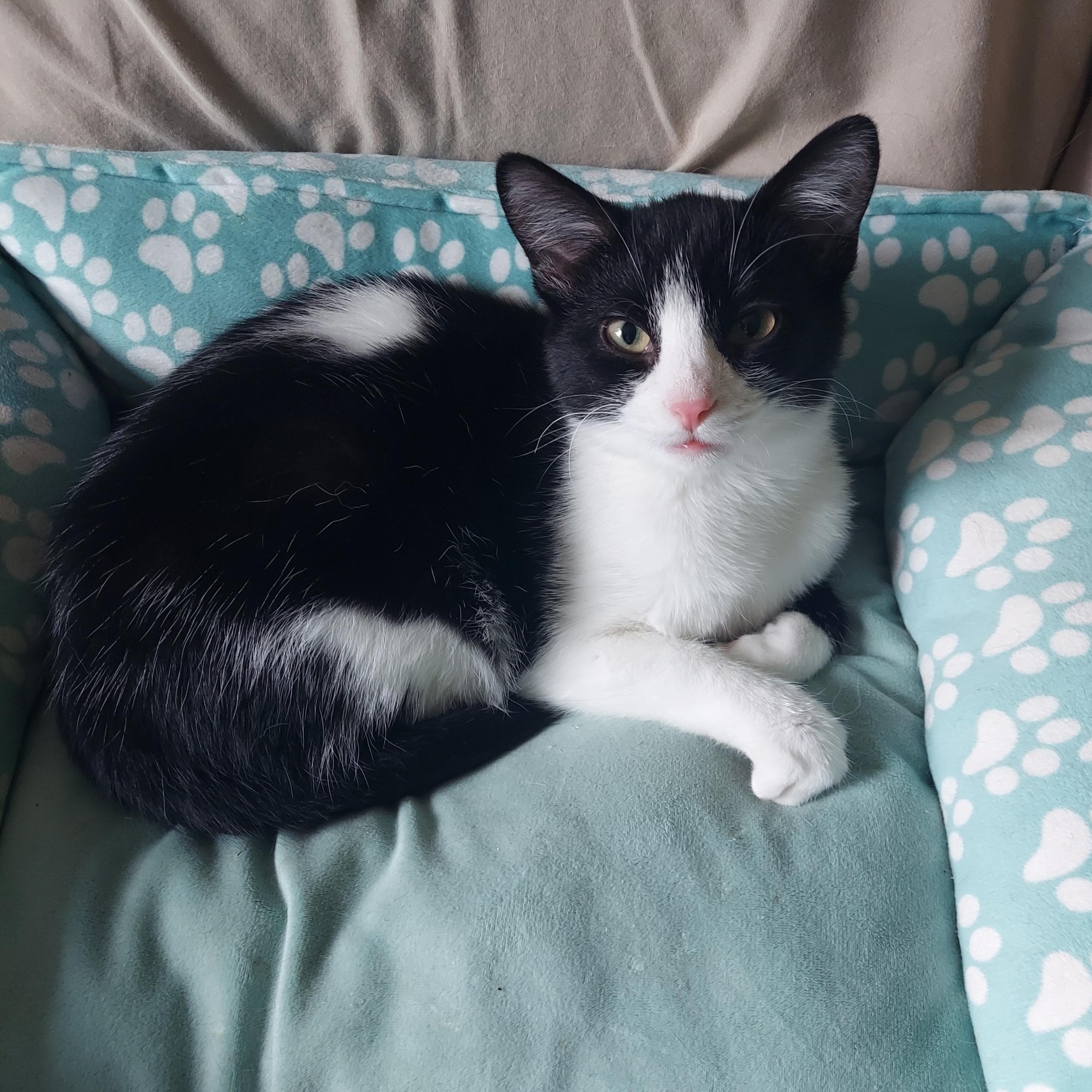 Enlarge Storm, a Adoptable Domestic Short Hair in North Huntingdon, PA image 2/6