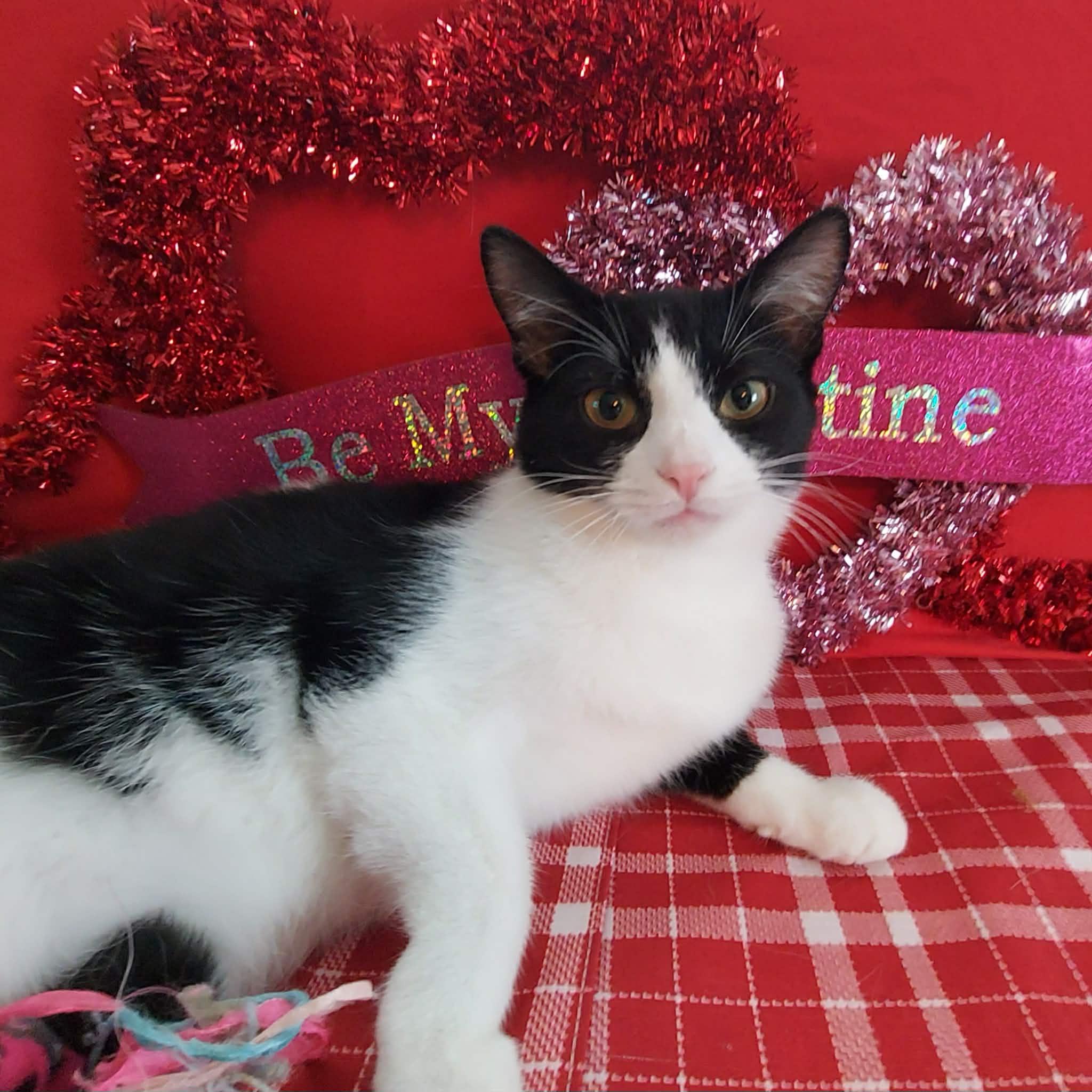 Enlarge Storm, an adopted Domestic Short Hair in North Huntingdon, PA image 1/6