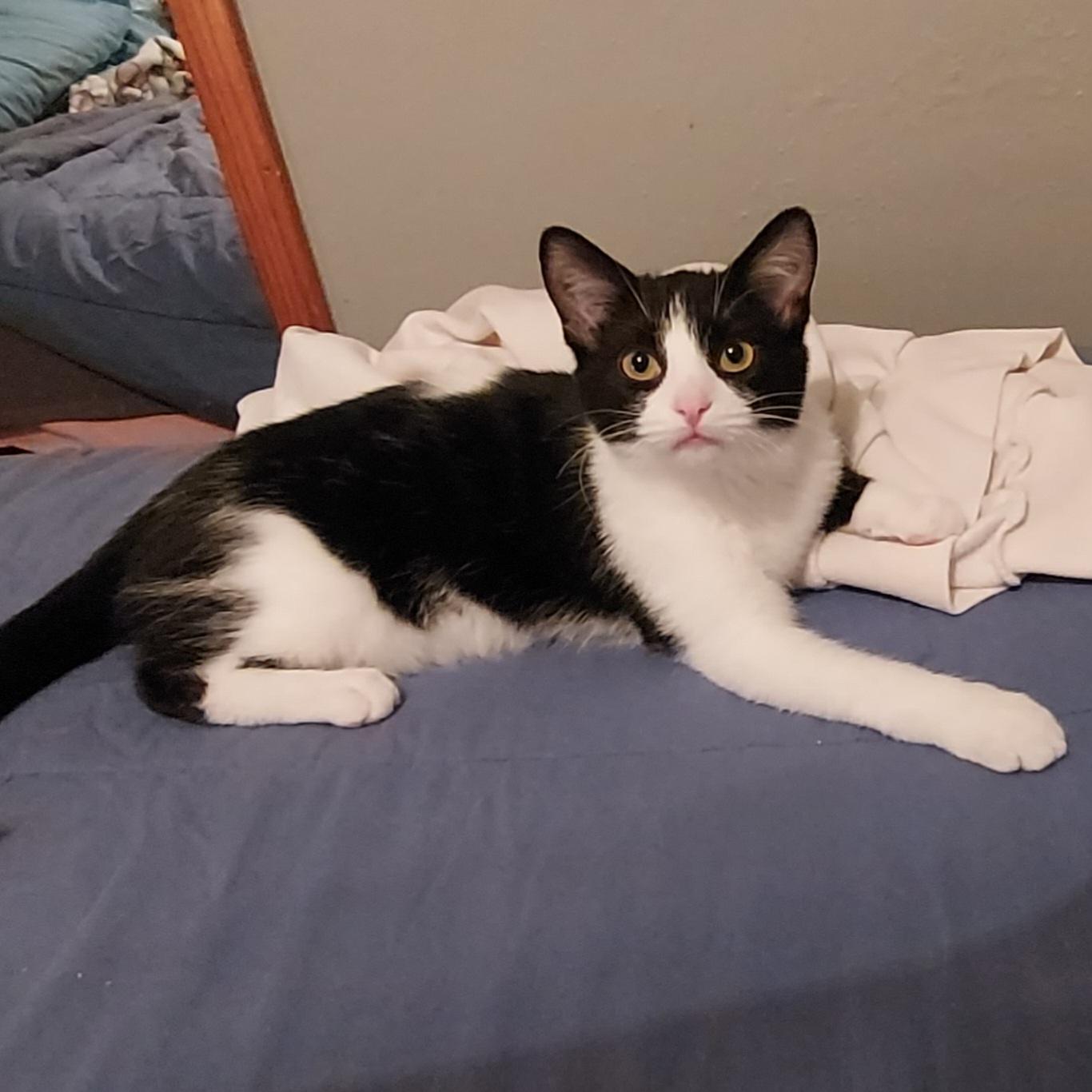 Enlarge Storm, a Adoptable Domestic Short Hair in North Huntingdon, PA image 1/6