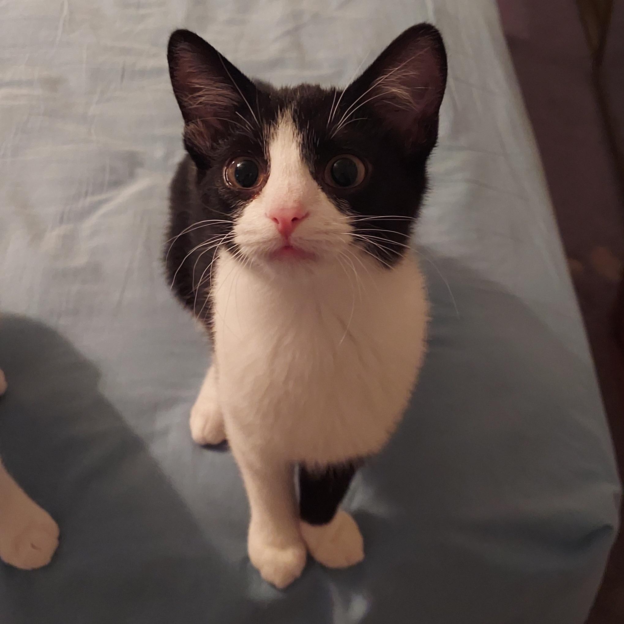 Enlarge Storm, a Adoptable Domestic Short Hair in North Huntingdon, PA image 3/6