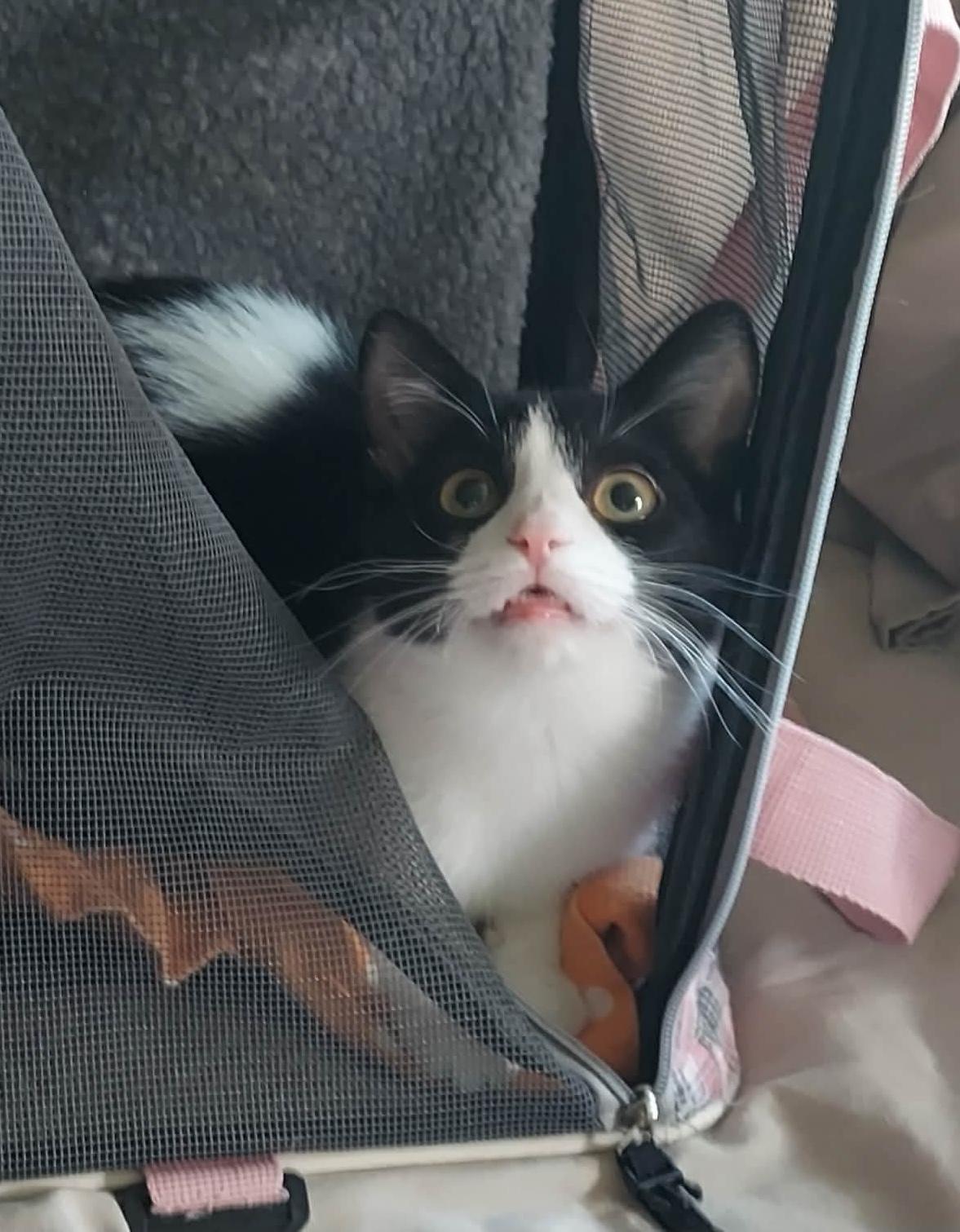 Enlarge Storm, a Adoptable Domestic Short Hair in North Huntingdon, PA image 1/6