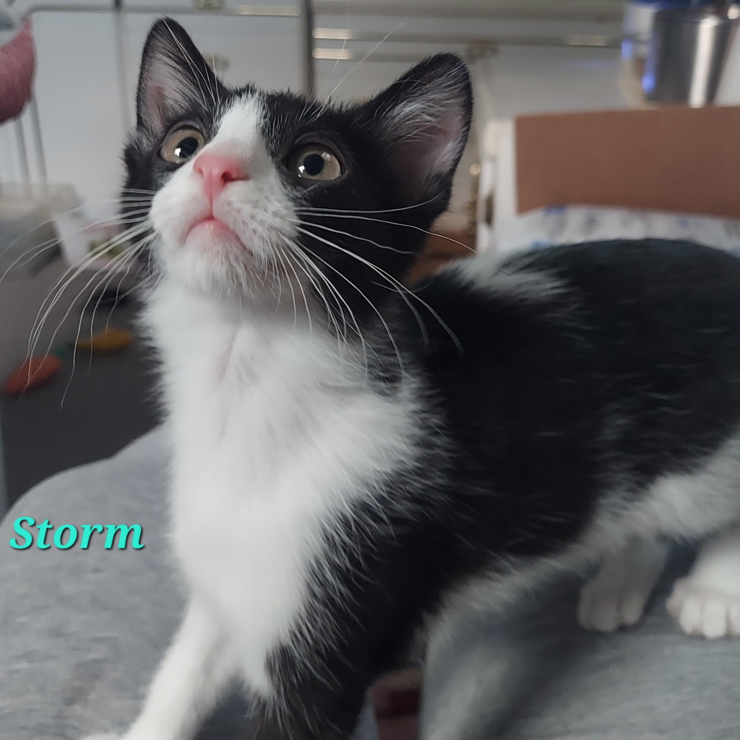 Enlarge Storm, a Adoptable Domestic Short Hair in North Huntingdon, PA image 4/6