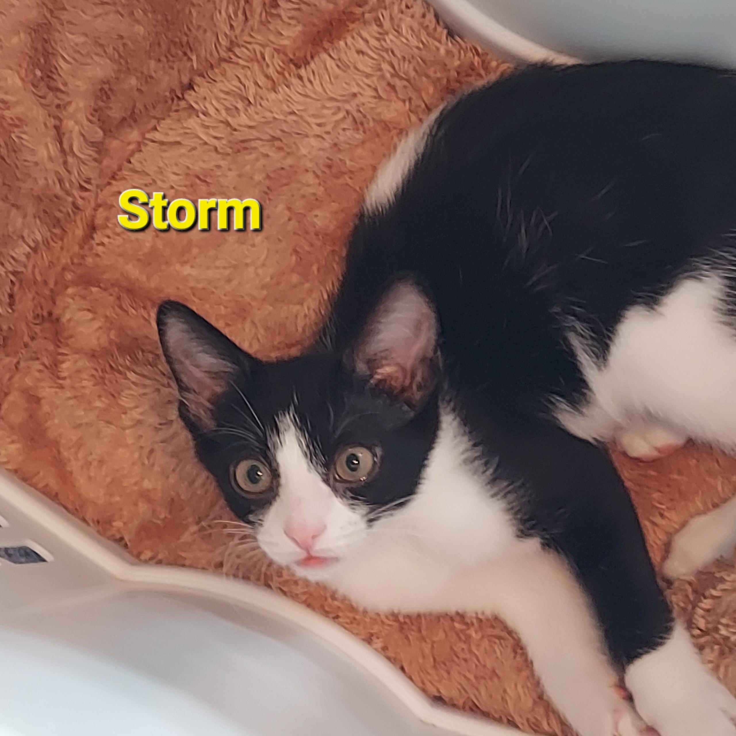Enlarge Storm, a Adoptable Domestic Short Hair in North Huntingdon, PA image 5/6