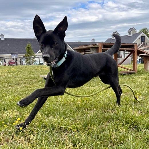 Baby Zion, Adoptable, Adult Male Mixed Breed.