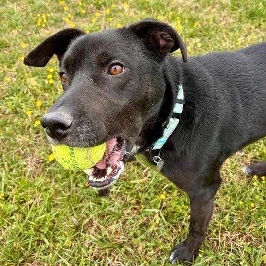 Enlarge Baby Zion, a Adoptable Mixed Breed in Marshall, VA image 2/3