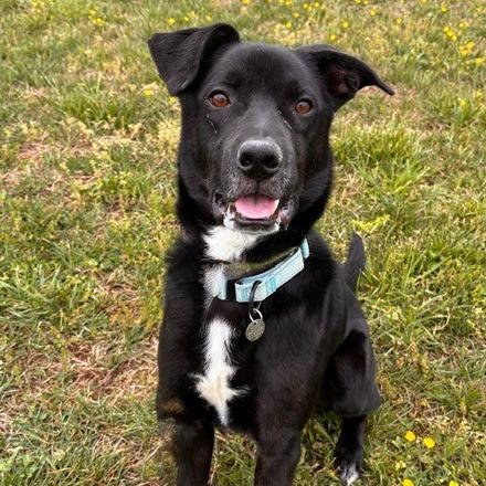 Enlarge Baby Zion, a Adoptable Mixed Breed in Marshall, VA image 3/3