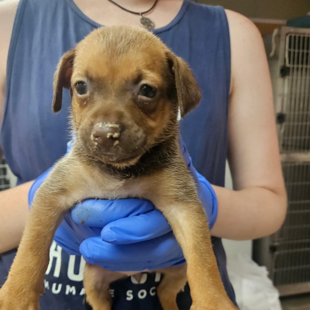Koala, Adoptable, Puppy Female Chihuahua & Mixed Breed.
