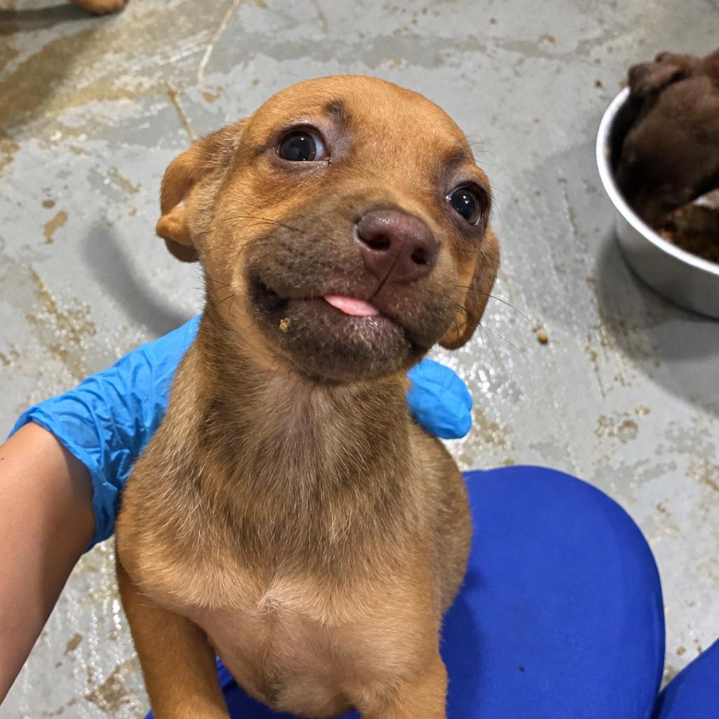 Enlarge Koala, a Adoptable mixed breed in Hattiesburg, MS image 2/2