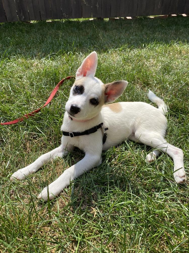 Enlarge Margo May, a Adoptable mixed breed in Columbus, OH image 1/4