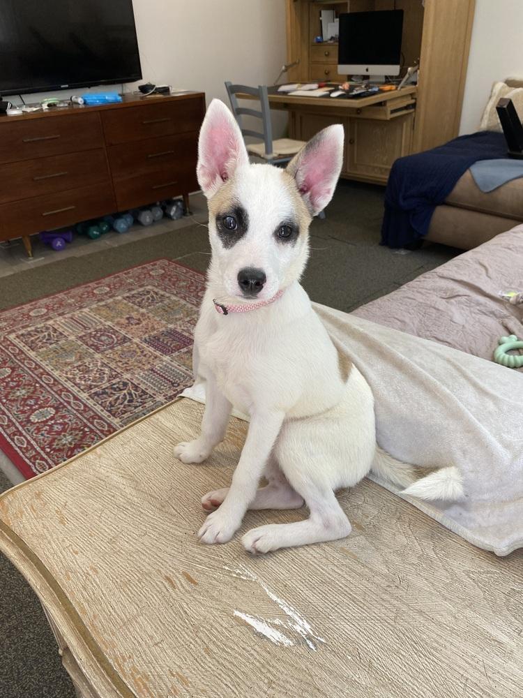 Enlarge Margo May, a Adoptable mixed breed in Columbus, OH image 3/4