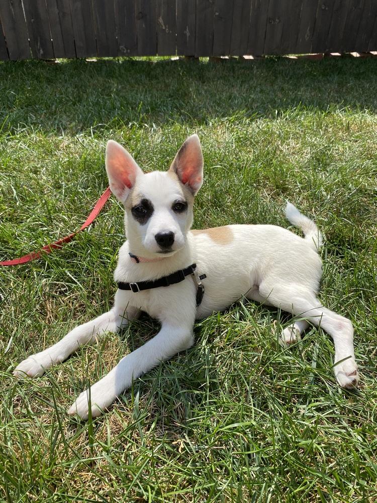 Enlarge Margo May, a Adoptable mixed breed in Columbus, OH image 4/4
