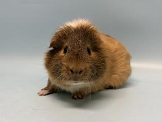 Enlarge Sully, a Adoptable mixed breed in Golden Valley, MN image 1/1
