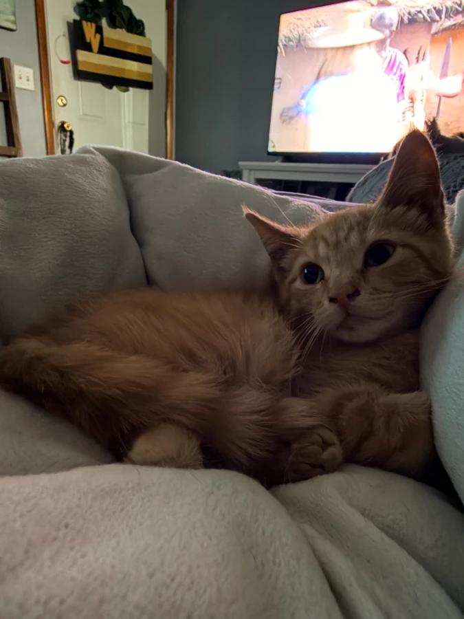 Enlarge Ziggy, a Adoptable Domestic Short Hair in Romney, WV image 1/1