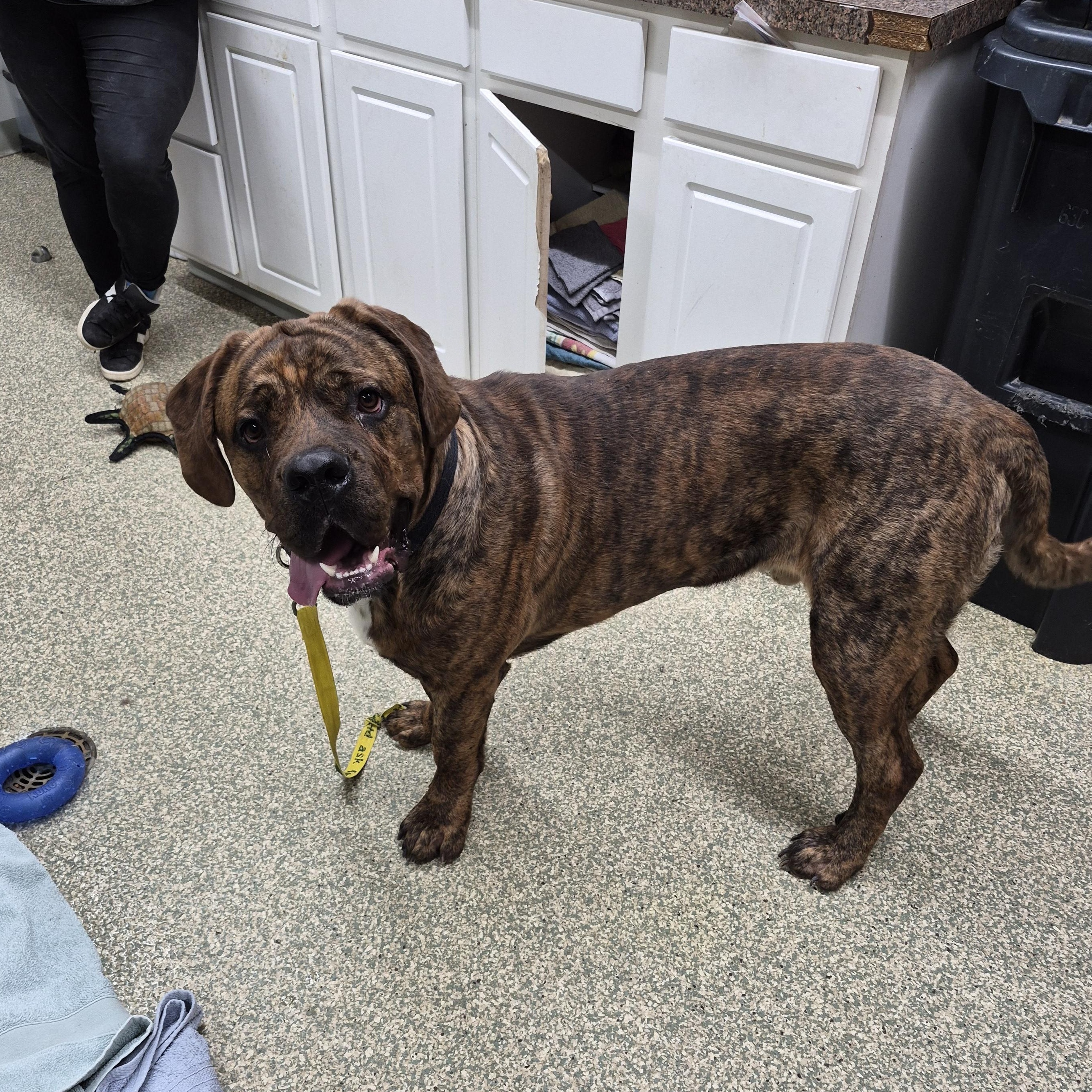 Enlarge Hagrid, an adopted mixed breed in Warwick, RI image 2/2