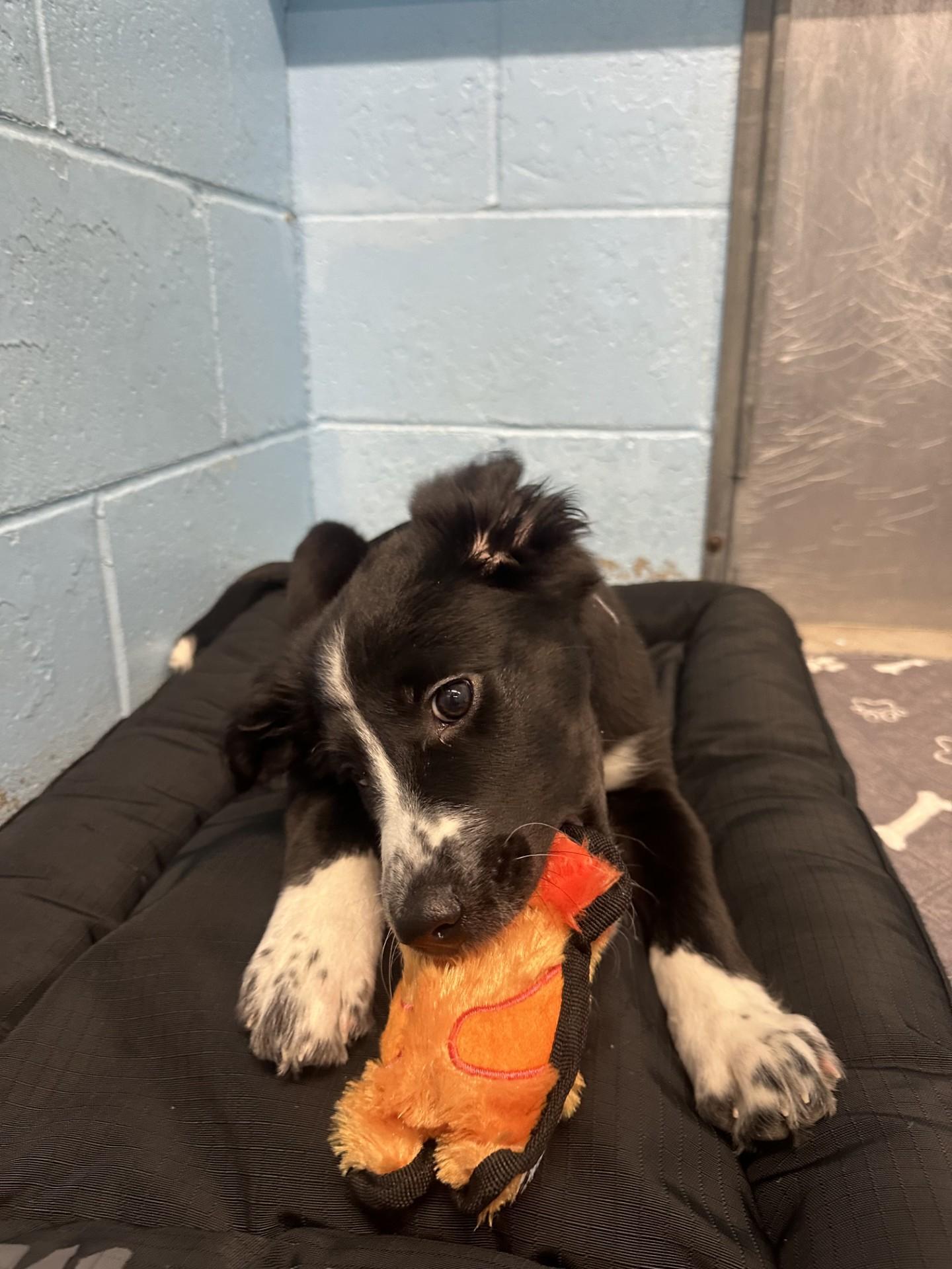 Enlarge Baby - ADOPTION PENDING , a Adoptable Border Collie in Vancouver, BC image 4/6