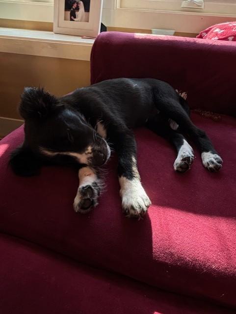 Enlarge Baby - ADOPTION PENDING , a Adoptable Border Collie in Vancouver, BC image 3/6