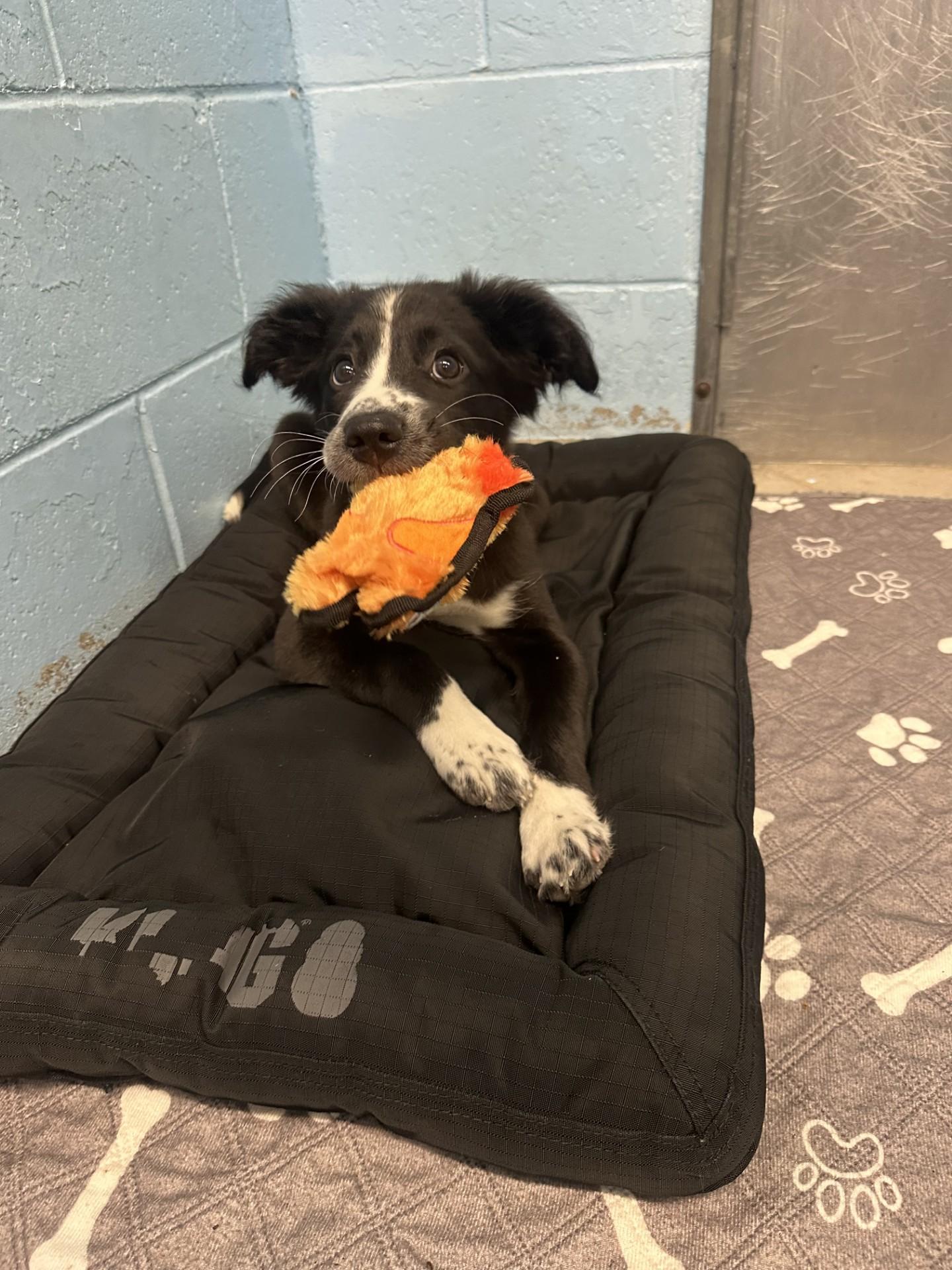 Enlarge Baby - ADOPTION PENDING , a Adoptable Border Collie in Vancouver, BC image 1/6