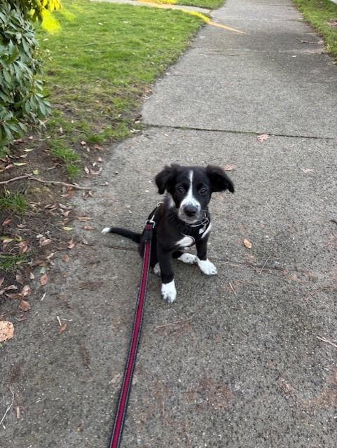 Enlarge Baby - ADOPTION PENDING , a Adoptable Border Collie in Vancouver, BC image 5/6