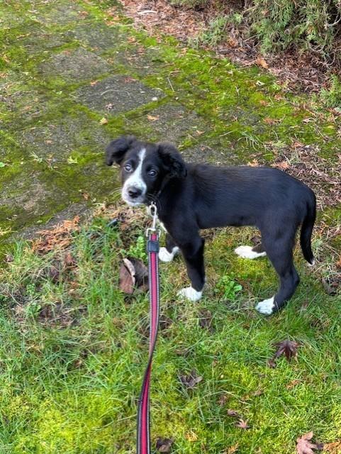 Enlarge Baby - ADOPTION PENDING , a Adoptable Border Collie in Vancouver, BC image 6/6