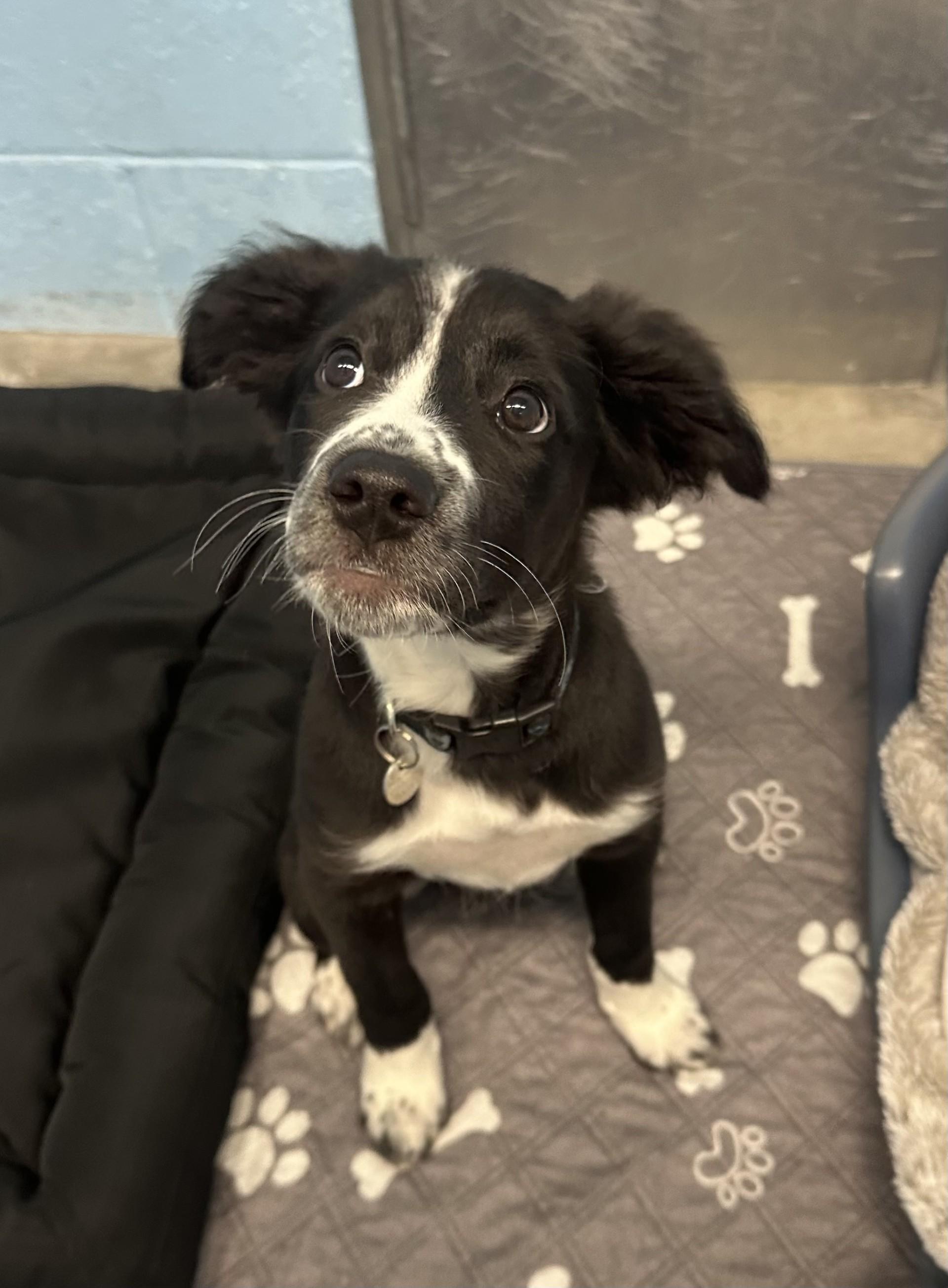 Enlarge Baby - ADOPTION PENDING , a Adoptable Border Collie in Vancouver, BC image 2/6