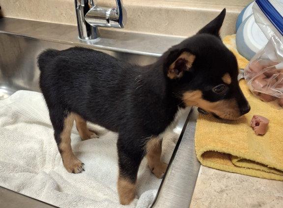 Riya, Adopted, Puppy Female Australian Cattle Dog / Blue Heeler & Corgi.