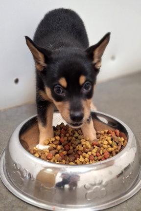 Riya, a Adopted mixed breed in Mountain View, AR image 2/3