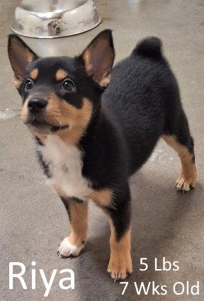 Riya, a Adopted mixed breed in Mountain View, AR image 3/3