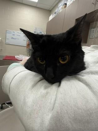 Misty (Bonded to Monroe)