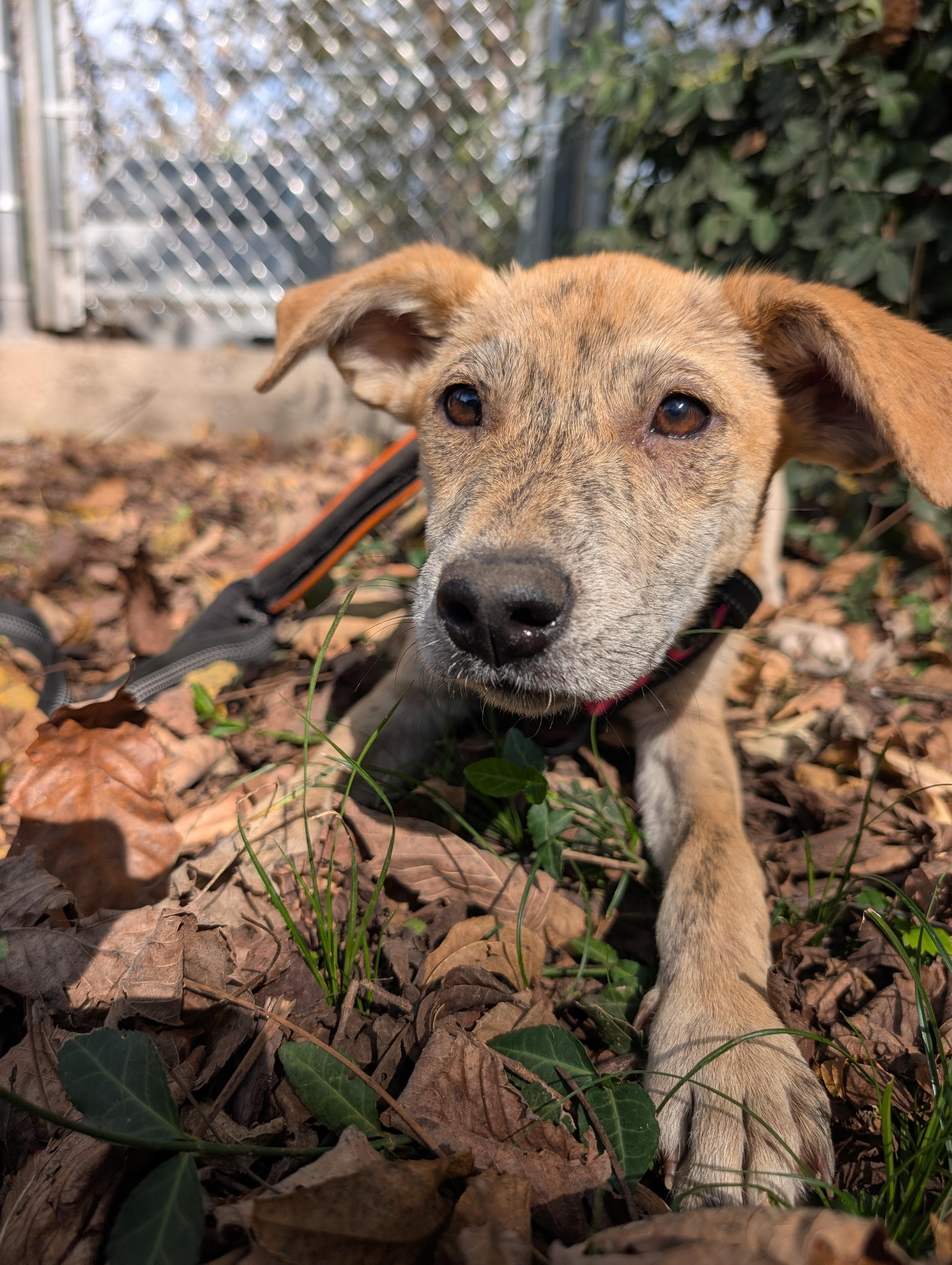 Wile E., a Adoptable mixed breed in Osceola, MO image 3/6