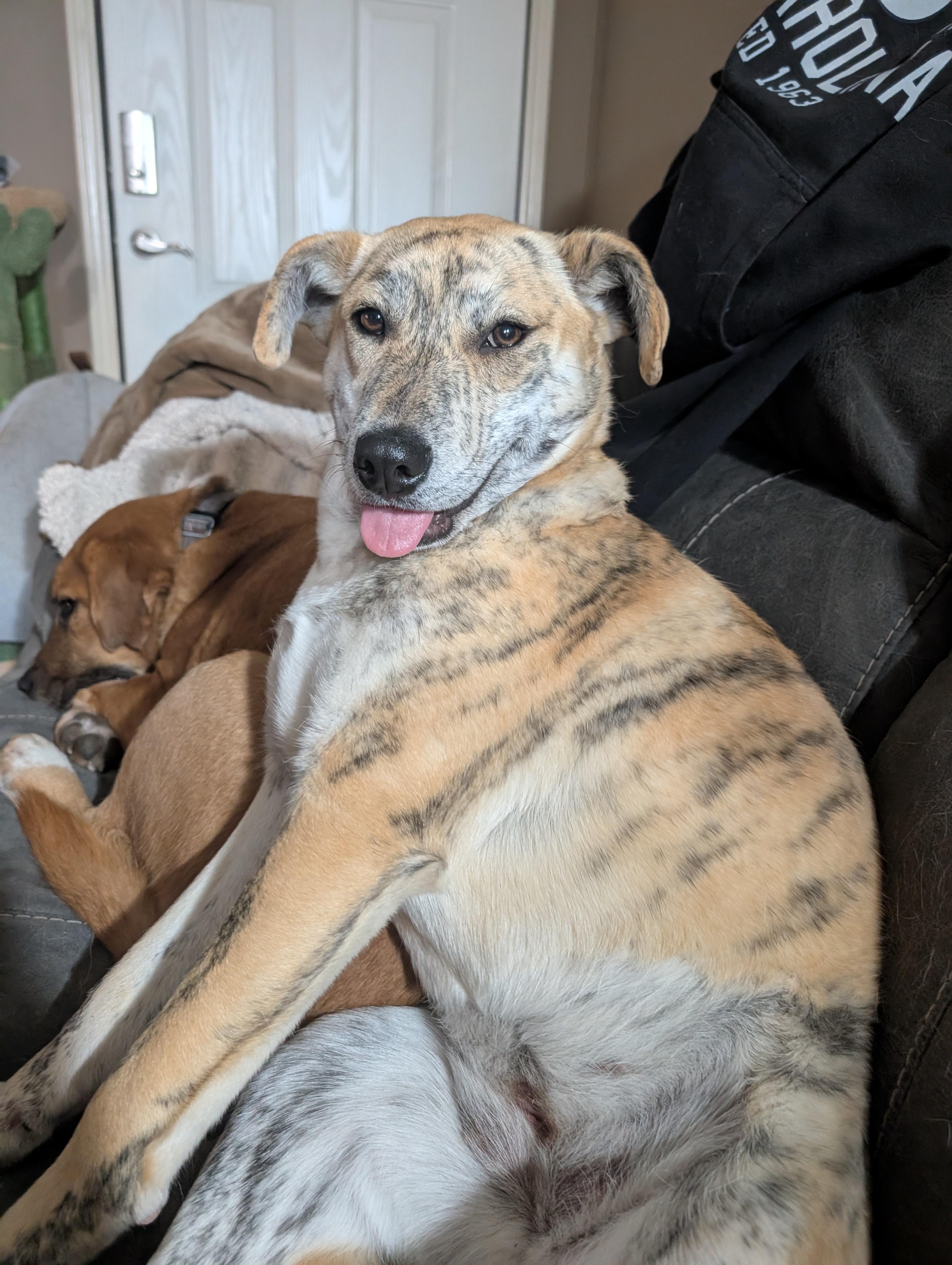 Wile E., a Adoptable mixed breed in Osceola, MO image 1/6