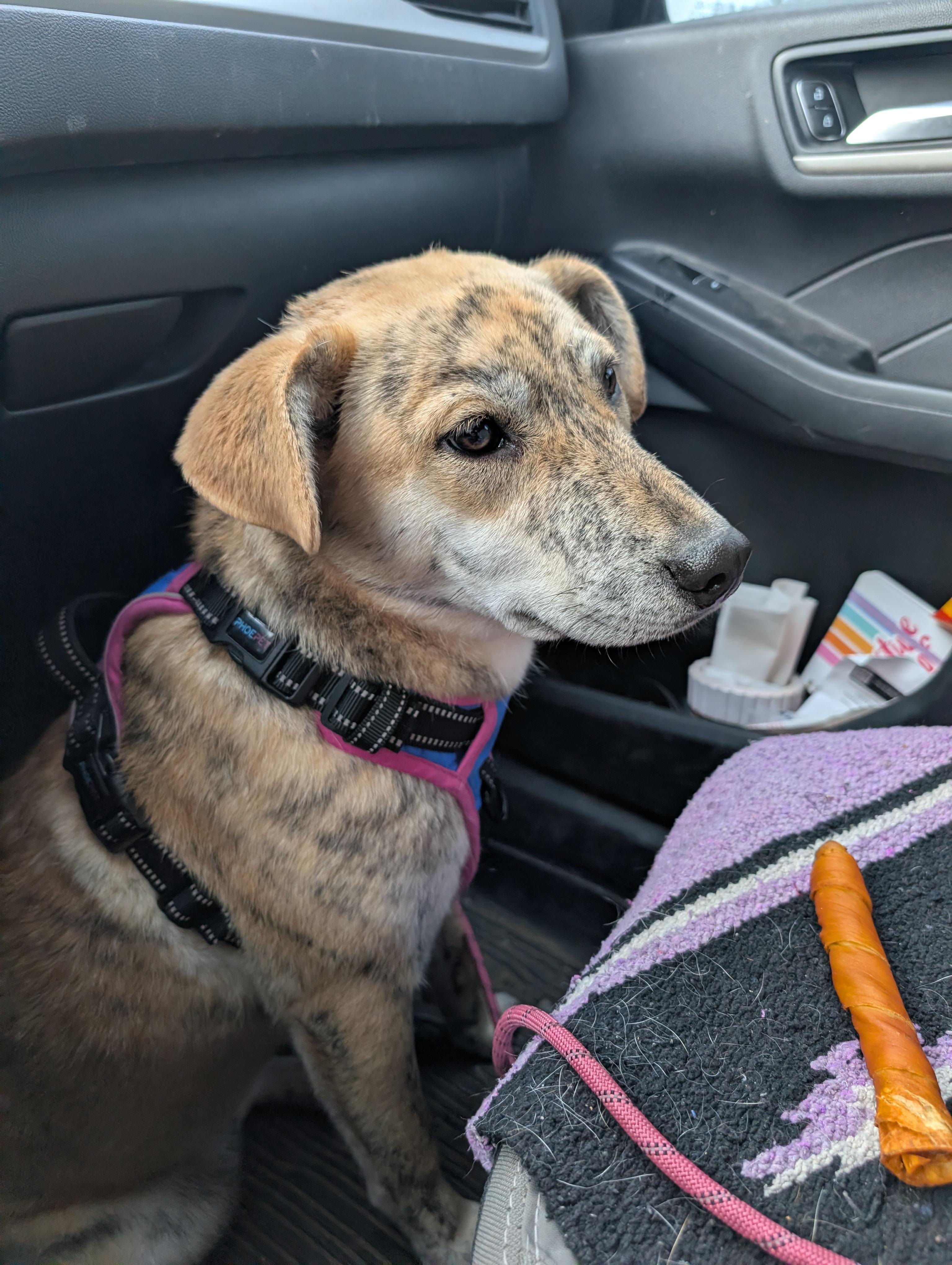 Wile E., a Adoptable mixed breed in Osceola, MO image 2/6