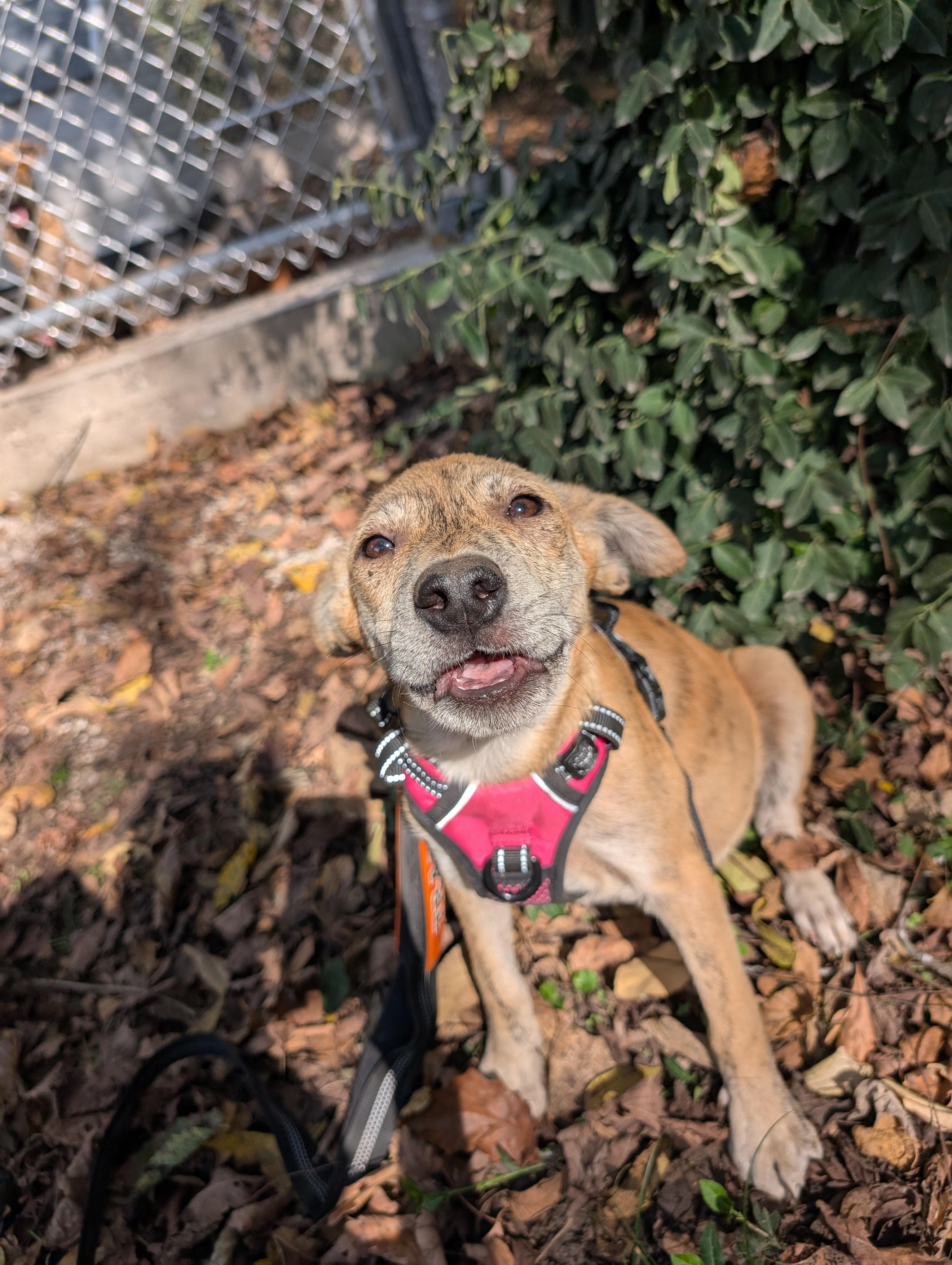 Wile E., a Adoptable mixed breed in Osceola, MO image 4/6