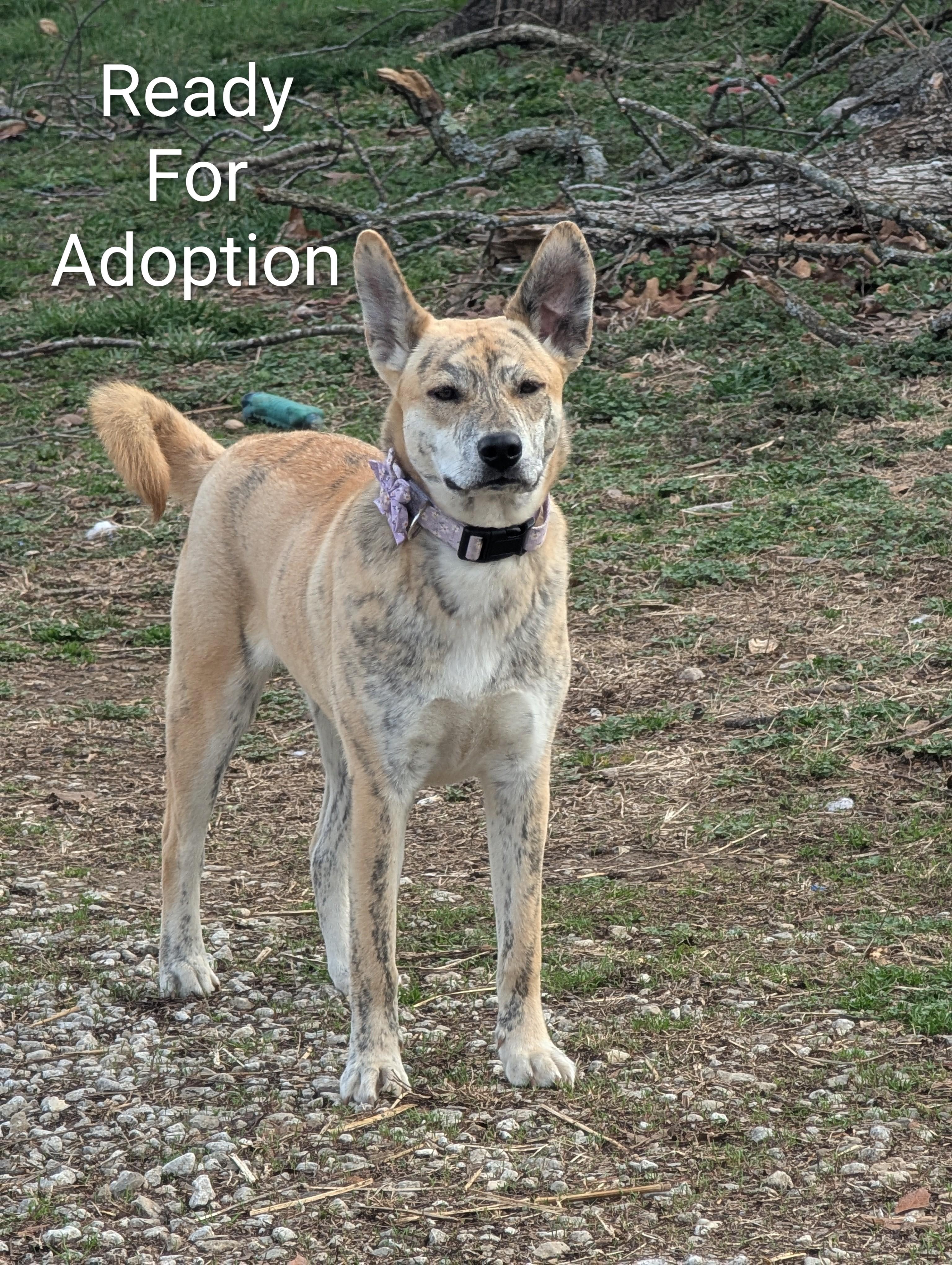 Wile E., Adoptable, Puppy Female Catahoula Leopard Dog & American Bully.