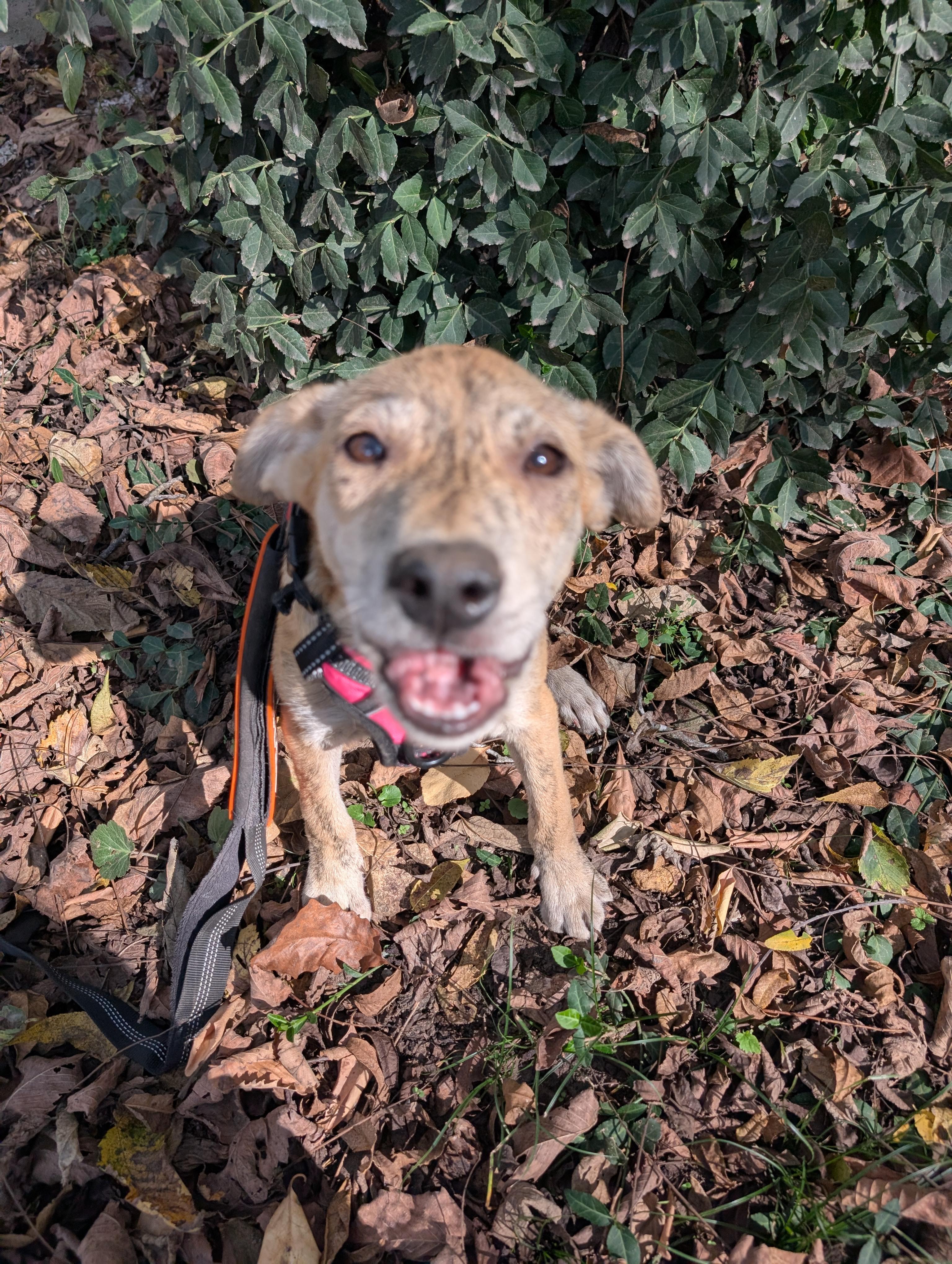 Wile E., a Adoptable mixed breed in Osceola, MO image 5/6