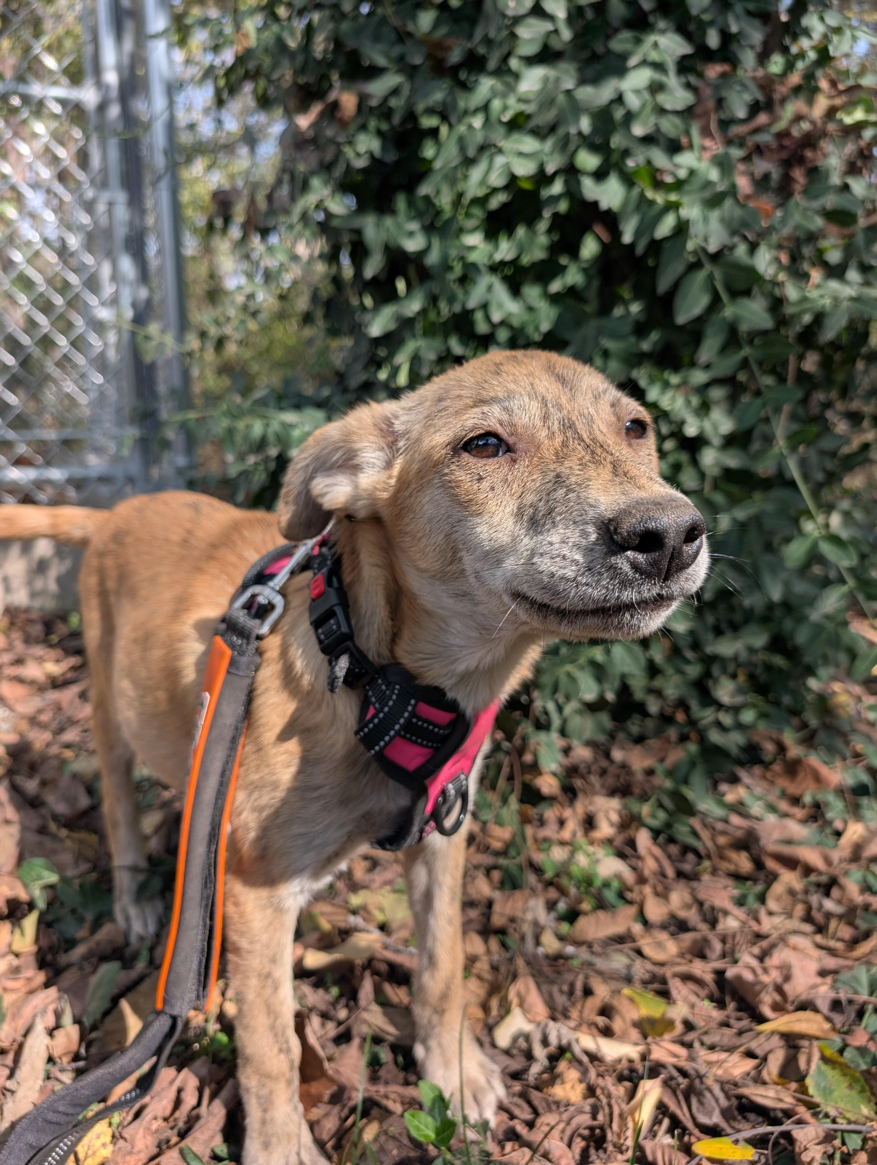 Wile E., a Adoptable mixed breed in Osceola, MO image 6/6