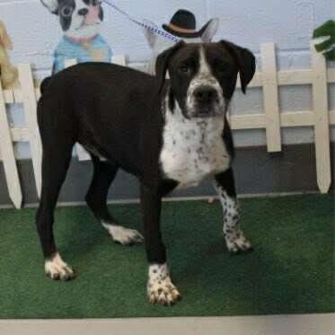 Ernie, ADOPTABLE, Puppy Male Pointer & Mixed Breed.