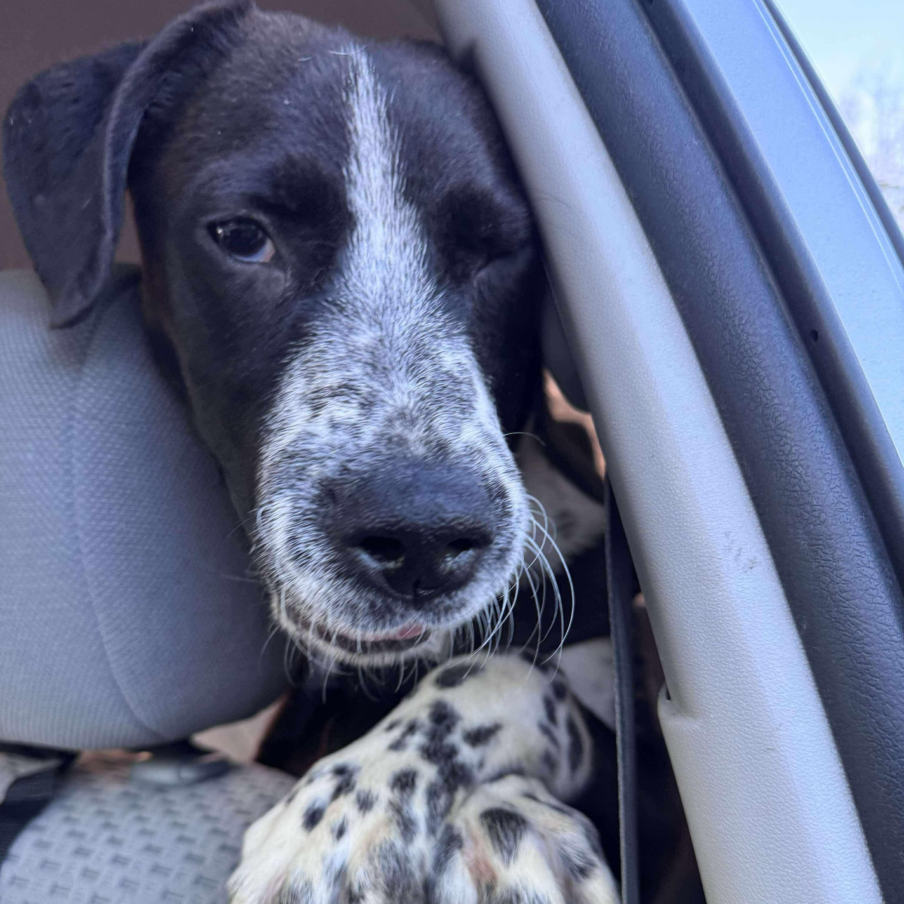Enlarge Ernie, a ADOPTABLE mixed breed in Wando, SC image 2/2
