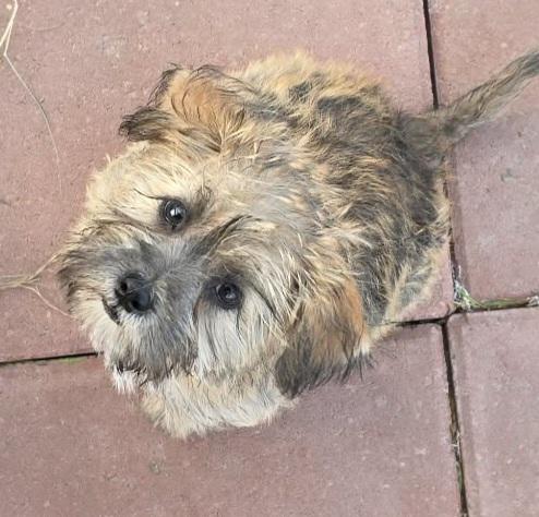 Lace, an adopted mixed breed in Heiskell, TN image 3/4