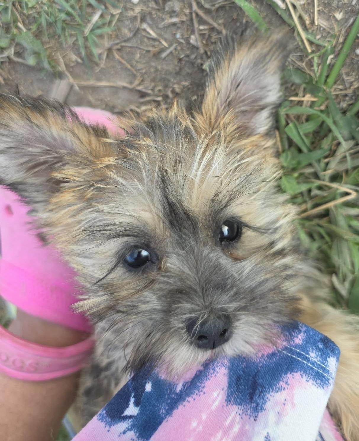 Lace, adopted, Puppy Female Shih Tzu & Miniature Schnauzer.
