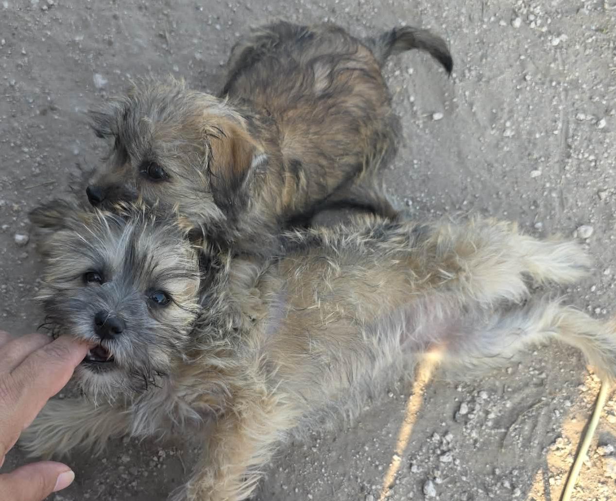 Lace, an adopted mixed breed in Heiskell, TN image 2/4