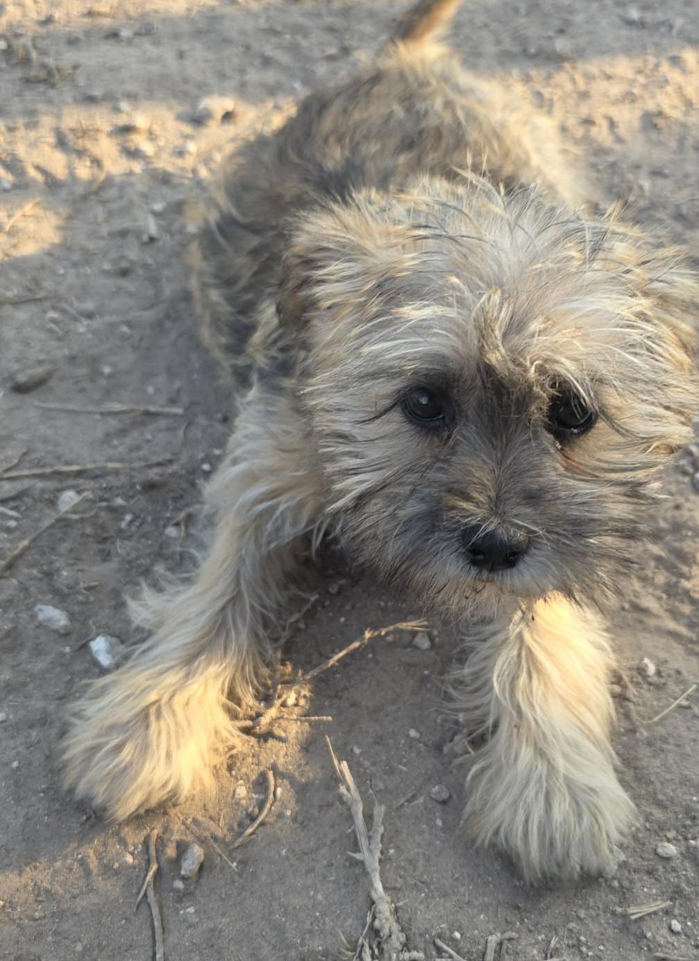 Lace, an adopted mixed breed in Heiskell, TN image 4/4