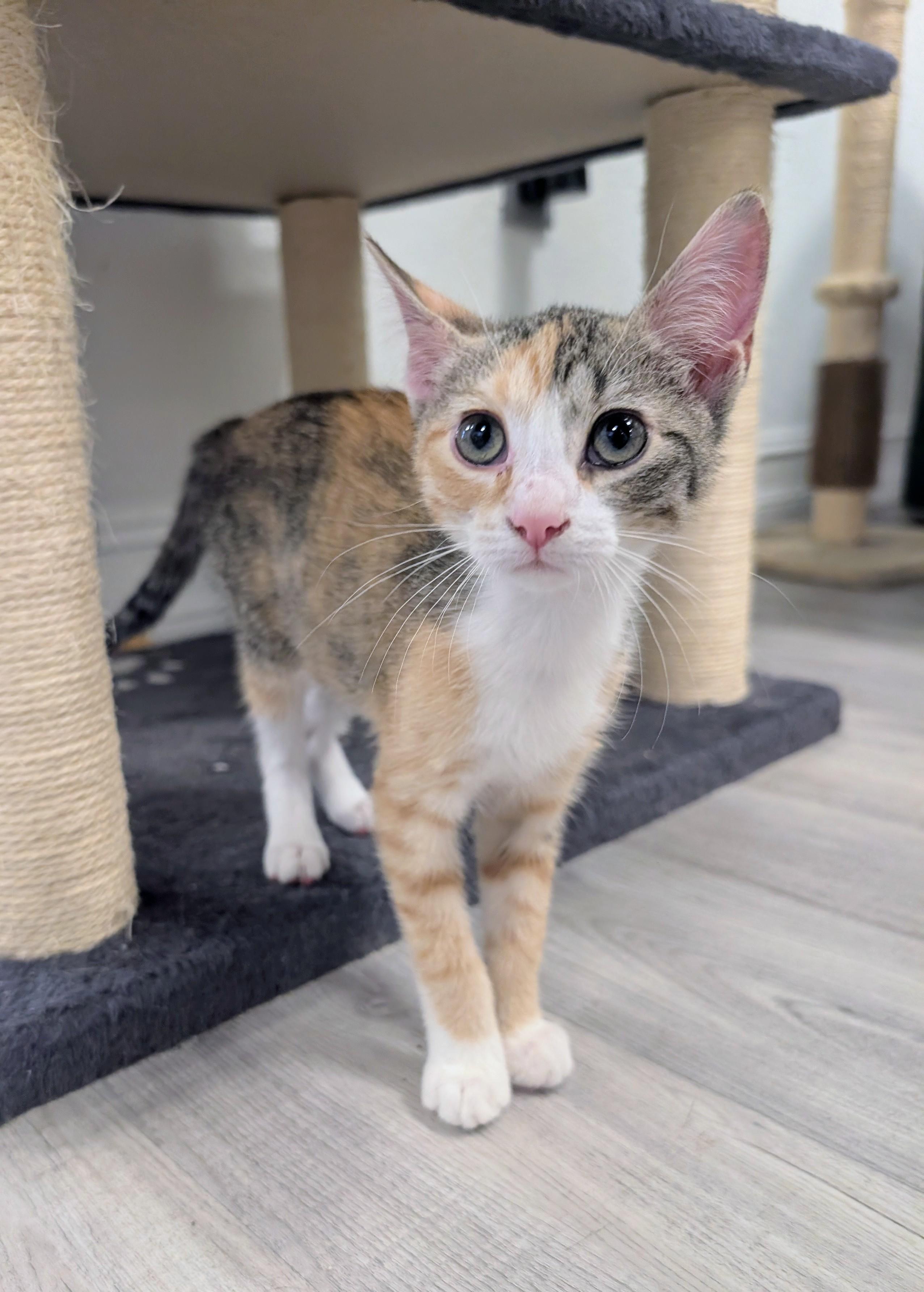 April, adopted, Kitten Female Domestic Short Hair.