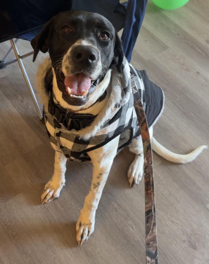 Enlarge Zion, a Adoptable mixed breed in Chattanooga, TN image 1/4