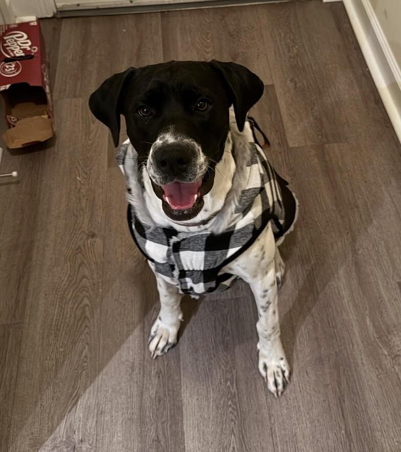 Zion, Adoptable, Young Male Pointer & Boxer.