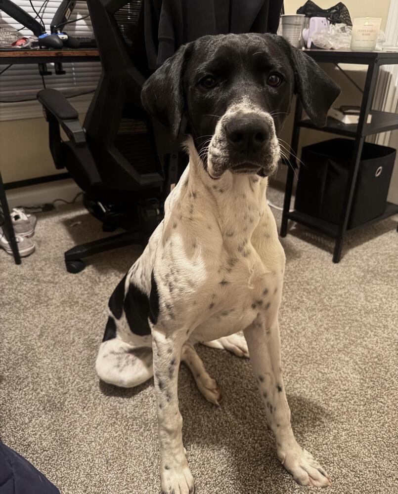 Enlarge Zion, a Adoptable mixed breed in Chattanooga, TN image 3/4