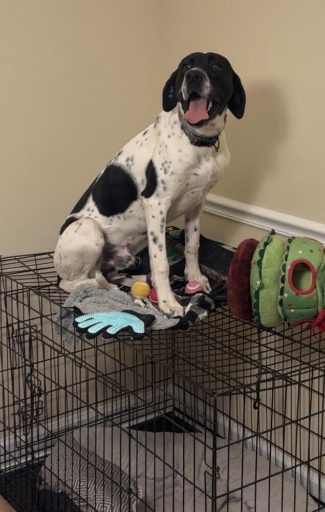 Enlarge Zion, a Adoptable mixed breed in Chattanooga, TN image 4/4