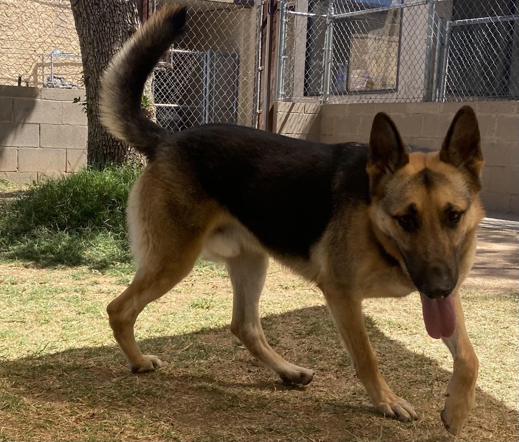 Chance, a Adoptable German Shepherd Dog in Phoenix, AZ image 5/6