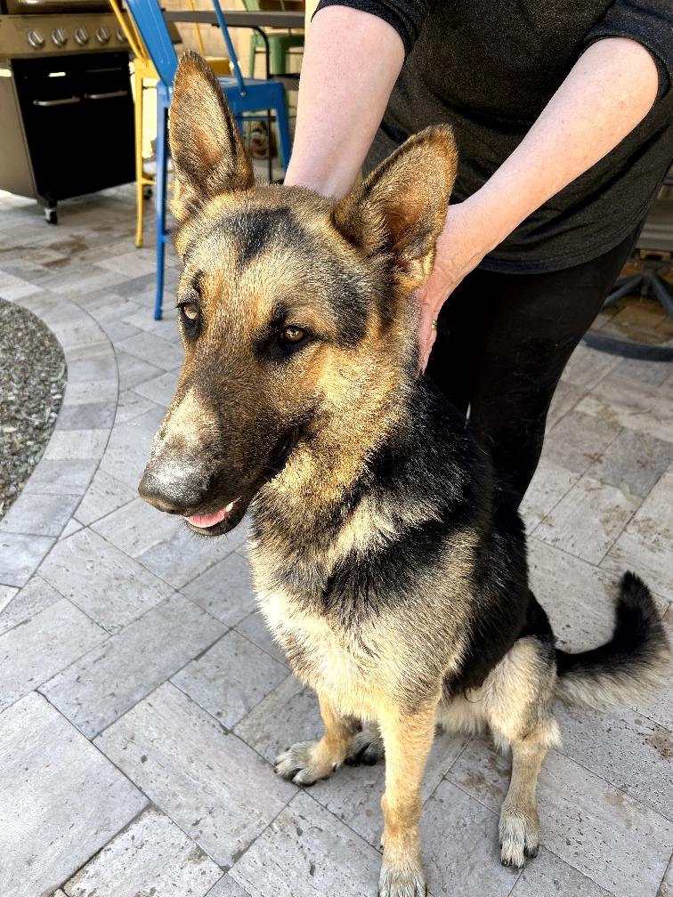 Chance, a Adoptable German Shepherd Dog in Phoenix, AZ image 3/6