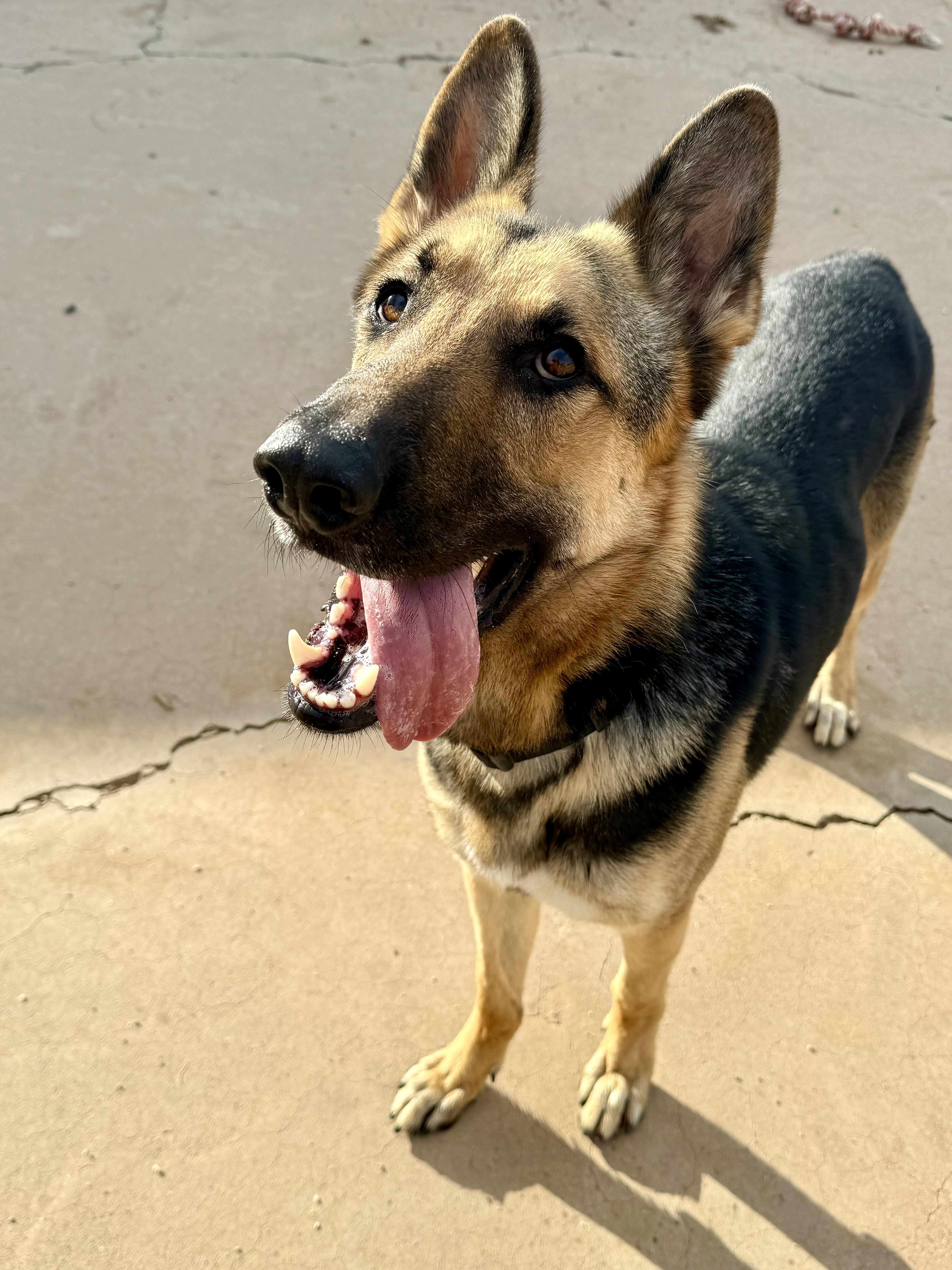 Chance, a Adoptable German Shepherd Dog in Phoenix, AZ image 2/6